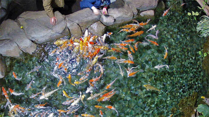 Карпы океанариума «Sochi Discovery World Aquarium»